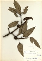 藏品(栓皮櫟)的圖片